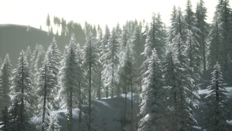 Luftaufnahme-Des-Waldes-Am-Kalten-Wintermorgen